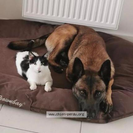 Photo de chien perdu à Marseille