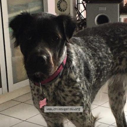 Photo 1/1 Chien retrouvé Perdu à Nimes