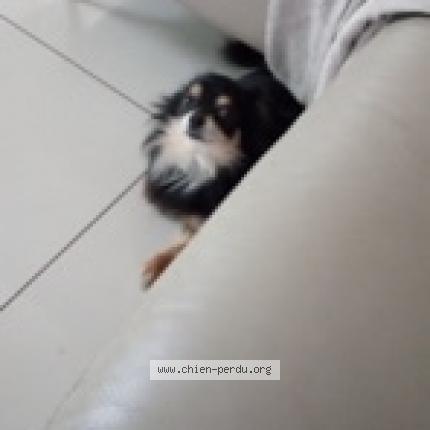 Photo 1/2 Chien retrouvé Perdu à Montevrain