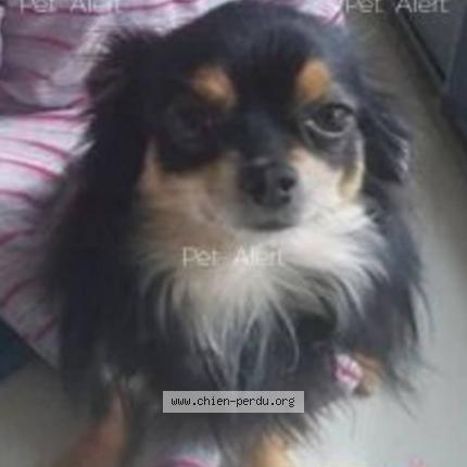 Photo 2/2 Chien retrouvé Perdu à Montevrain