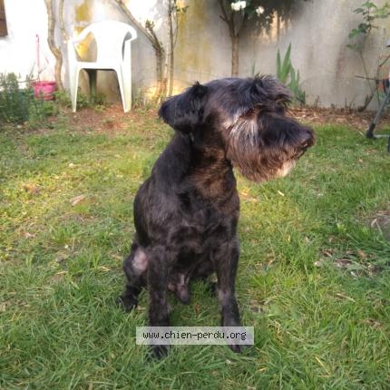 Photo 1/1 Chien retrouvé Perdu à Orleans