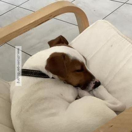 Photo de chien perdu à Vouneuil Sous Biard