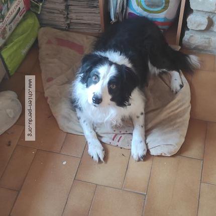 Photo 1/1 Chien retrouvé Perdu à Montpothier