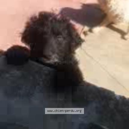 Photo de chien perdu à Graveson