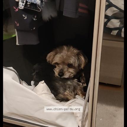 Photo de chien perdu à Louvres