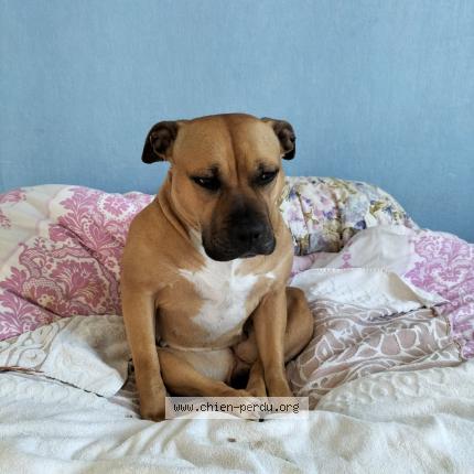 Photo 1/1 Chien retrouvé Perdu à La roche sur yon