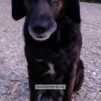 Photo 1/2 Chien retrouvé Perdu à Castres gironde