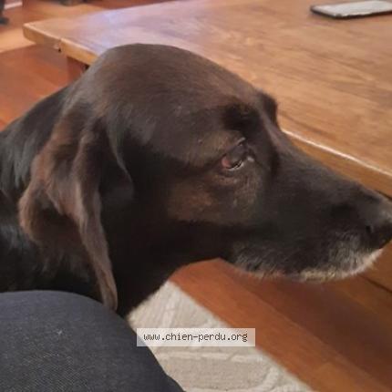 Photo 2/2 Chien retrouvé Perdu à Castres gironde