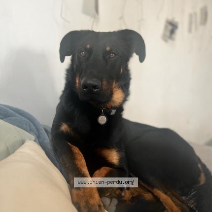 Photo 1/1 Chien retrouvé Perdu à Campagnan