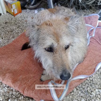 Photo 1/1 Chien retrouvé Trouvé à Vic en bigorre