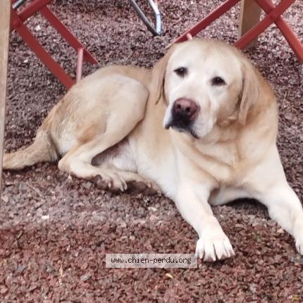 Photo de chien trouvé à Saint Andre D Apchon