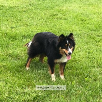 Photo de chien trouvé à Bio