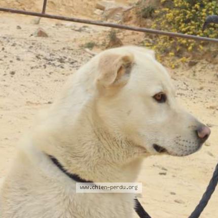 Photo de chien perdu à Marignane