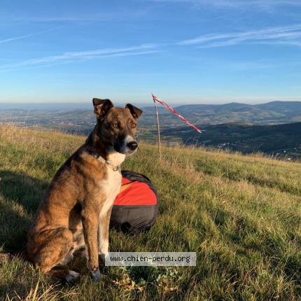 Photo 1/1 Chien retrouvé Perdu à Saint jean bonnefonds