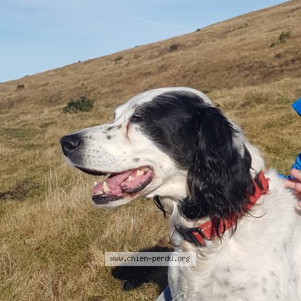 Photo 1/1 Chien retrouvé Perdu à Grazac