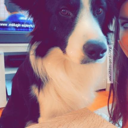 Photo 1/1 Chien retrouvé Perdu à Saint symphorien