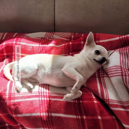 Photo de chien perdu à Ollainville