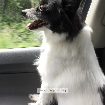 Photo 1/1 Chien retrouvé Perdu à Claye souilly