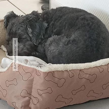 Photo de chien perdu à Caluire Et Cuire