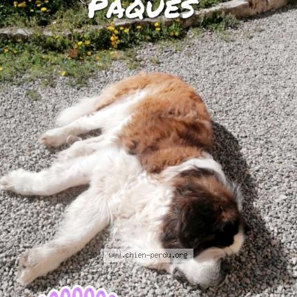 Photo de chien perdu à Cognac La Foret