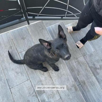 Photo 1/1 Chien retrouvé Perdu à Sablons