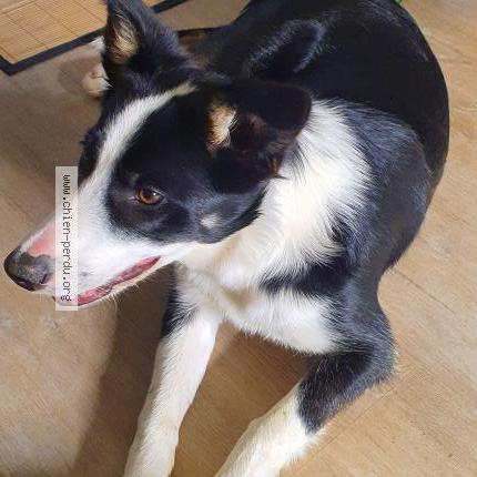 Photo 1/1 Chien retrouvé Trouvé à Saverdun