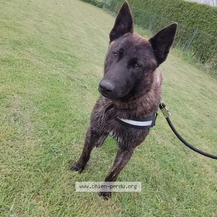 Photo 1/1 Chien retrouvé Perdu à Watigny