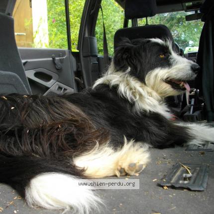 Photo 1/1 Chien retrouvé Perdu à Ganties