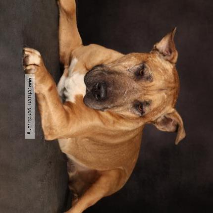 Photo de chien perdu à St Andre De L Eure