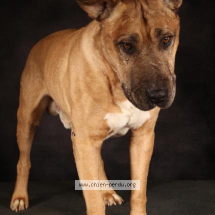 Photo 2/2 Chien retrouvé Perdu à St andre de l eure