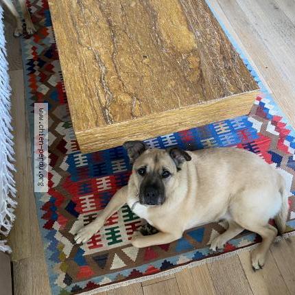 Photo de chien perdu à Asnieres Sur Seine