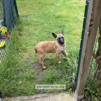 Photo 1/1 Chien retrouvé Perdu à Livry gargan