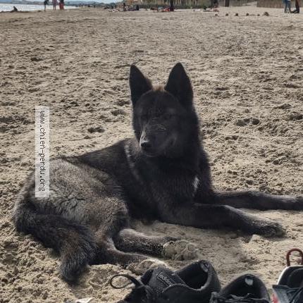 Photo 1/1 Chien retrouvé Perdu à Septieme les vallons