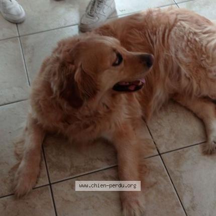 Photo 1/1 Chien retrouvé Perdu à Ayguemorte les graves