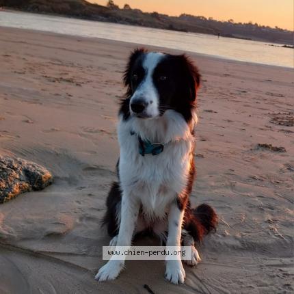 Photo 1/1 Chien retrouvé Perdu à Pleboulle