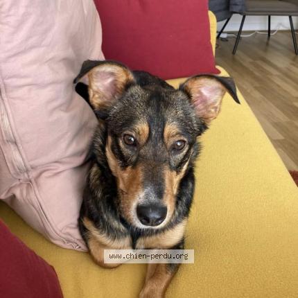 Photo 1/1 Chien retrouvé Perdu à Mantes la jolie