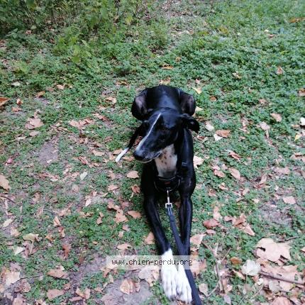 Photo 1/1 Chien retrouvé Perdu à Guichen