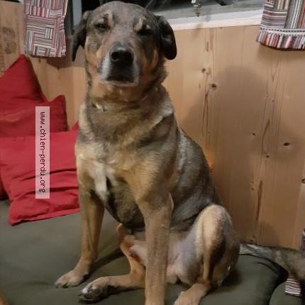 Photo 1/1 Chien retrouvé Perdu à Rupt sur moselle