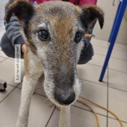 Photo 1/1 Chien retrouvé Trouvé à Clairefontaine en yvelines