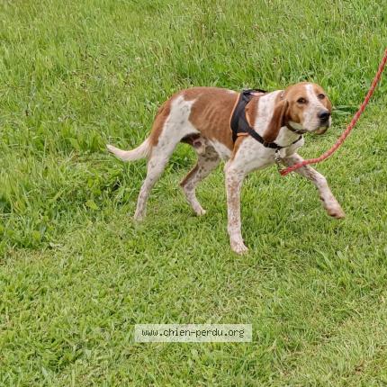 Photo 1/1 Chien retrouvé Perdu à Kernevel