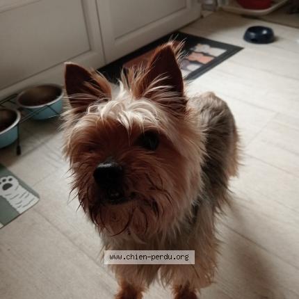 Photo 1/1 Chien retrouvé Trouvé à Mably