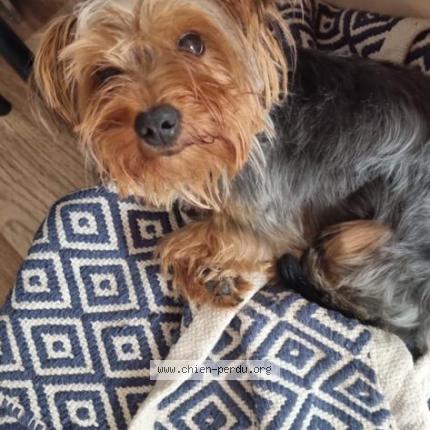 Photo 1/1 Chien retrouvé Perdu à Rennes