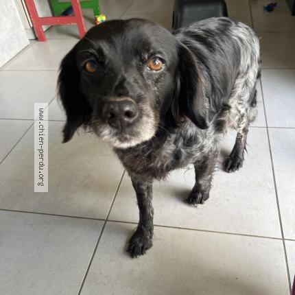 Photo 1/1 Chien retrouvé Trouvé à Le cellier