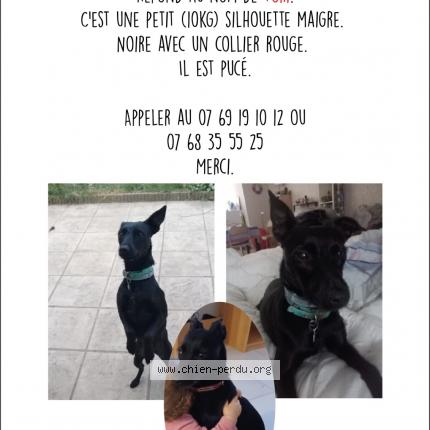 Photo 1/1 Chien retrouvé Perdu à Nogent le phaye