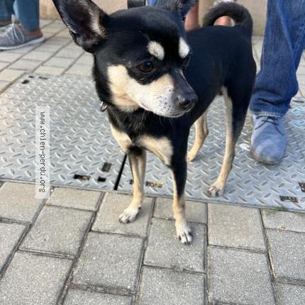 Photo 1/1 Chien retrouvé Trouvé à Portiragnes