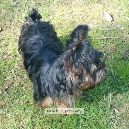 Photo 1/1 Chien retrouvé Perdu à St martin d heres