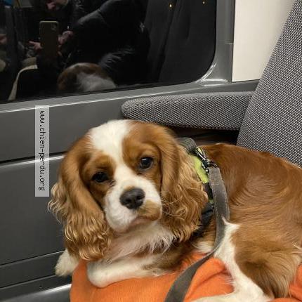 Photo 1/1 Chien retrouvé Perdu à Saint genest malifaux