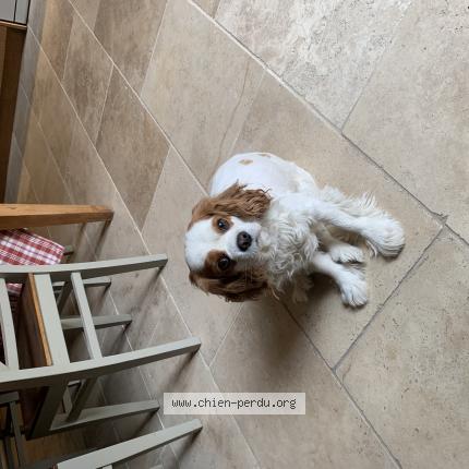 Photo 1/1 Chien retrouvé Perdu à Villeneuve lez avignon