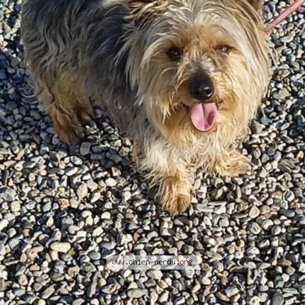 Photo 1/1 Chien retrouvé Perdu à Nantes