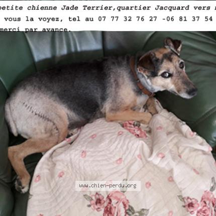 Photo de chien perdu à Saint Etienne